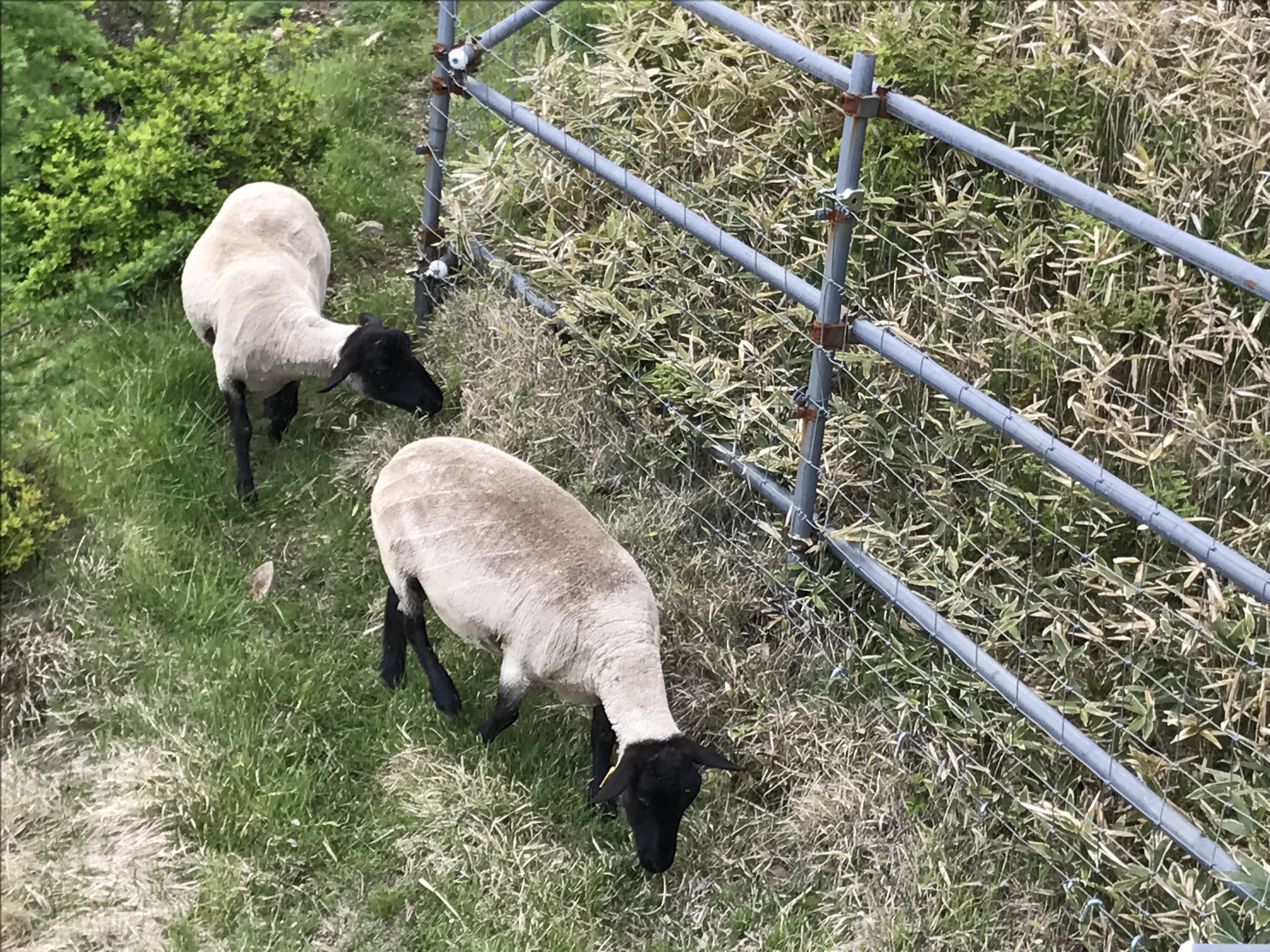 赤城山のツツジシーズンを前に今年もサフォーク種の羊が白樺牧場に放牧されました 青木旅館