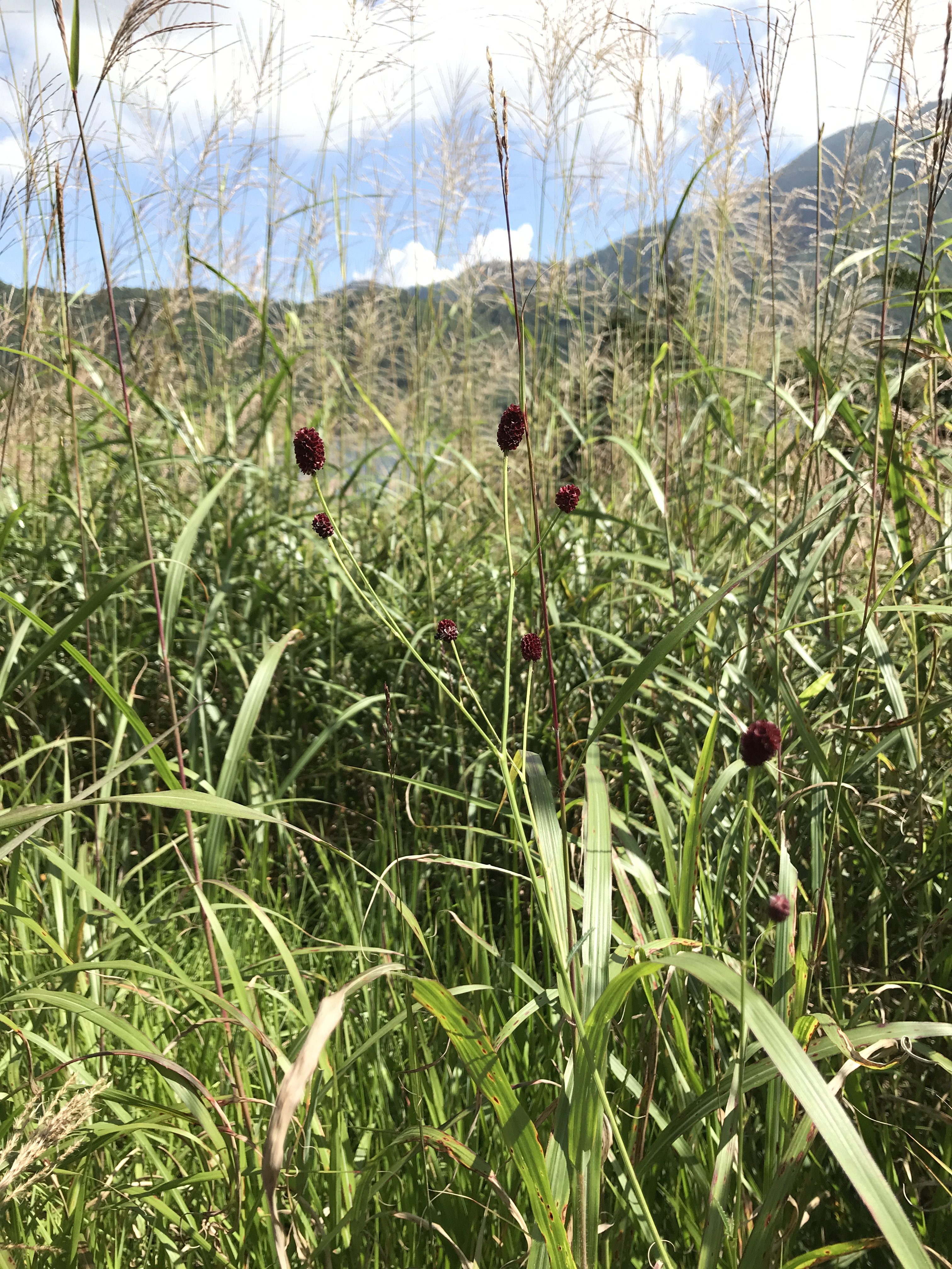 Amazon.co.jp: 青じその花 署名入/山崎方代/かまくら春秋社